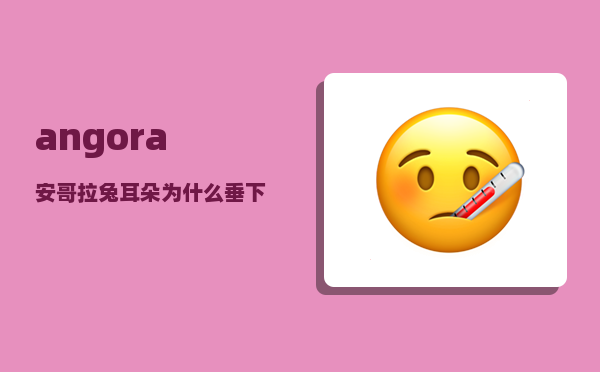 angora_安哥拉兔耳朵为什么垂下来